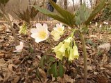 007 Cardamine ed Anemone Nemorosa.JPG
